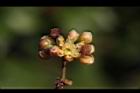 內苳子-雄花06.jpg