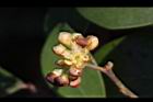 內苳子-雄花07.jpg