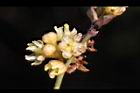 內苳子-雄花08.jpg