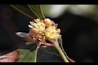 內苳子-雄花09.jpg