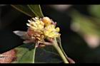內苳子-雄花10.jpg
