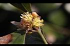 內苳子-雄花11.jpg