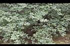 內苳子-雄花序3.jpg