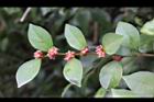 內苳子-雄花序5.jpg