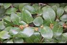 內苳子-雄花序6.jpg
