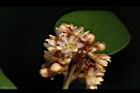 內苳子-雌花04.jpg