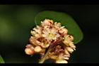 內苳子-雌花05.jpg