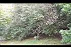 內苳子05.jpg