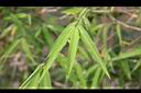 內門竹-葉3.jpg