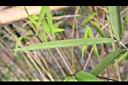 內門竹-葉背1.jpg