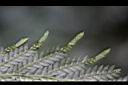全緣卷柏-苞子1.JPG