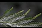 全緣卷柏-苞子0.JPG