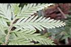 全緣卷柏-莖上葉背0.JPG