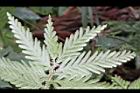 全緣卷柏-莖上葉背2.JPG