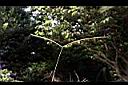 兩耳草-實06.jpg