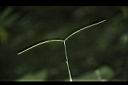 兩耳草-實07.JPG