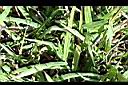 兩耳草-葉00.JPG