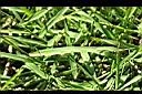 兩耳草-葉02.JPG