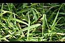兩耳草-葉03.JPG