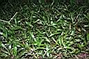 兩耳草03.JPG