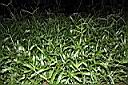 兩耳草04.JPG
