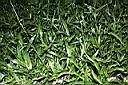 兩耳草07.JPG