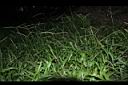 兩耳草09.JPG