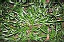 兩耳草10.JPG