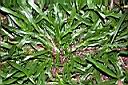 兩耳草12.JPG