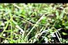 兩耳草-實00.jpg