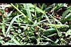 兩耳草-實01.JPG