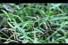 兩耳草-實02.JPG