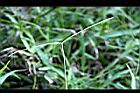 兩耳草-實03.JPG