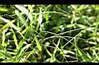 兩耳草-實04.JPG