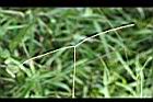 兩耳草-實05.jpg
