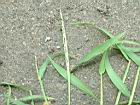 兩耳草-實15.JPG