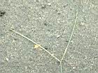 兩耳草-實16.JPG