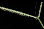 兩耳草-花08.JPG