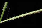 兩耳草-花10.JPG