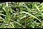 兩耳草-葉01.JPG