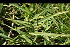 兩耳草-葉04.JPG