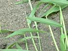 兩耳草-葉05.JPG