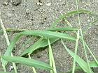 兩耳草-葉06.JPG