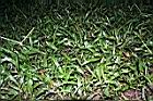 兩耳草02.JPG