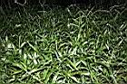 兩耳草05.JPG