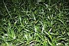 兩耳草06.JPG