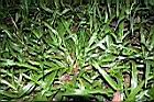兩耳草11.JPG