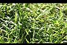 兩耳草18.JPG