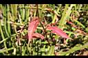 八字蓼-紅葉1.jpg