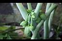 八角蓮-花苞08.jpg